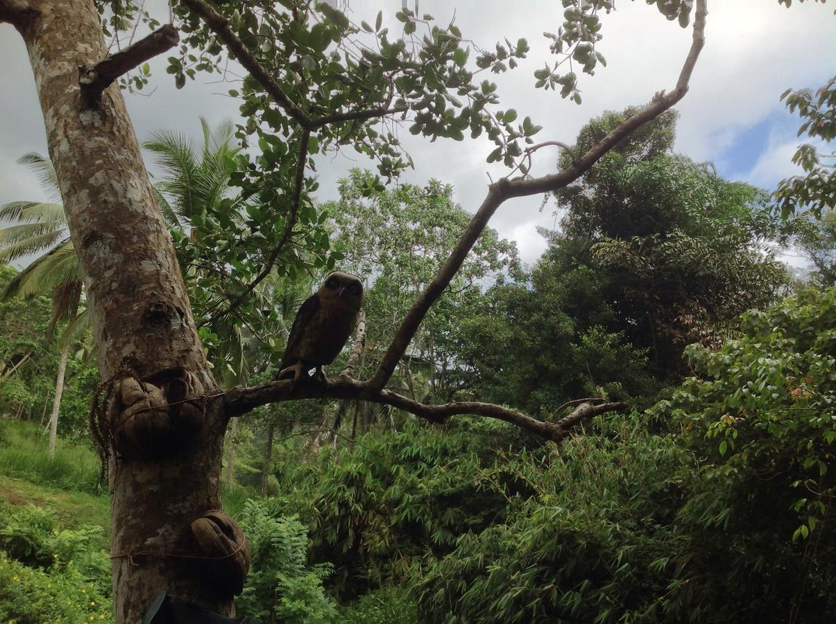 Explore Sinharaja Rain Forest Tour Camp Dombagoda エクステリア 写真