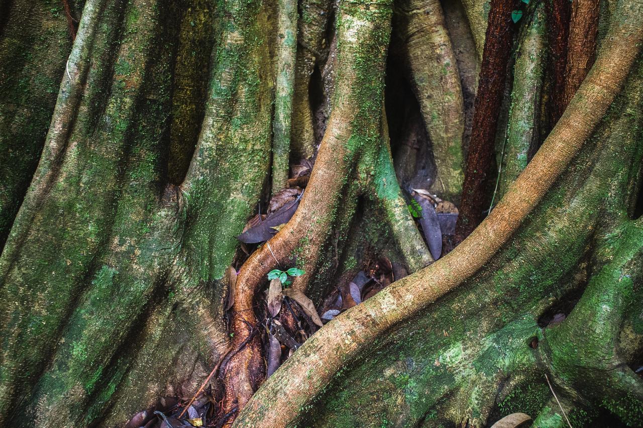 Explore Sinharaja Rain Forest Tour Camp Dombagoda エクステリア 写真
