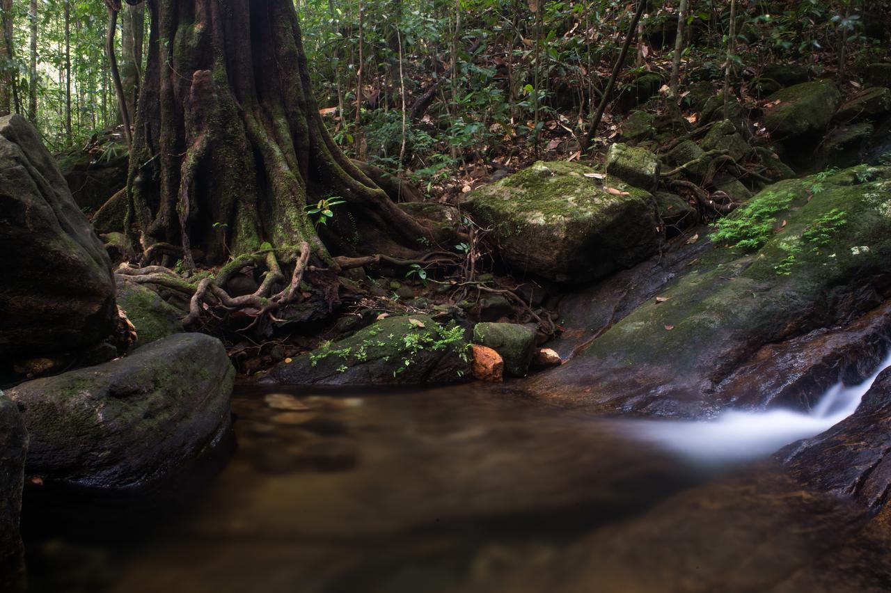Explore Sinharaja Rain Forest Tour Camp Dombagoda エクステリア 写真