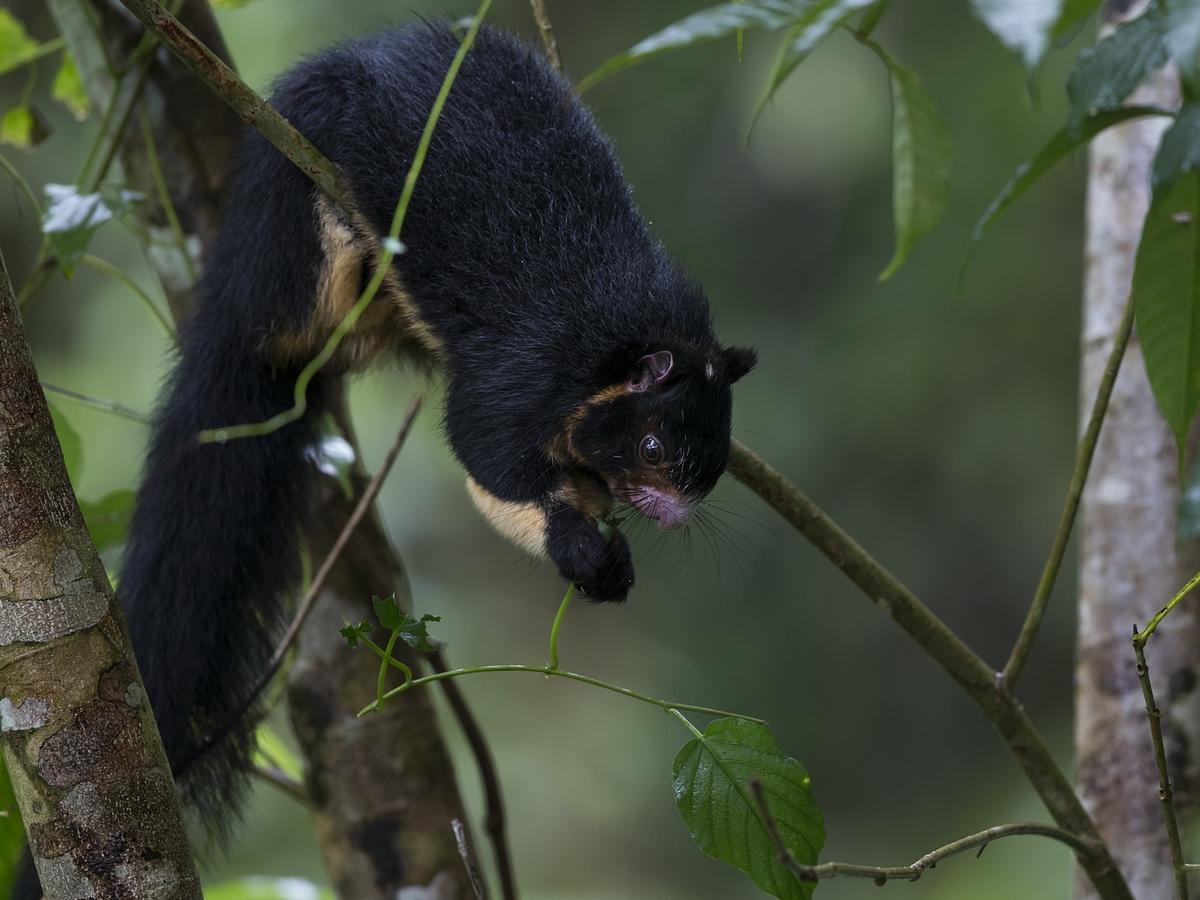 Explore Sinharaja Rain Forest Tour Camp Dombagoda エクステリア 写真