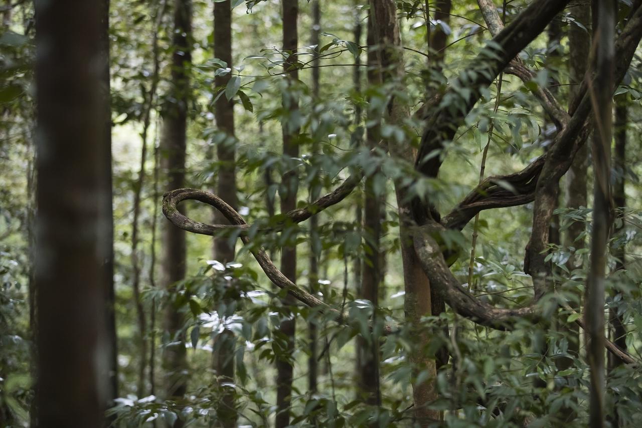 Explore Sinharaja Rain Forest Tour Camp Dombagoda エクステリア 写真